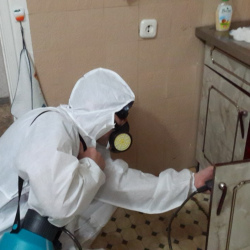 Дезинфекция от муравьев в квартире в Медвежьегорске